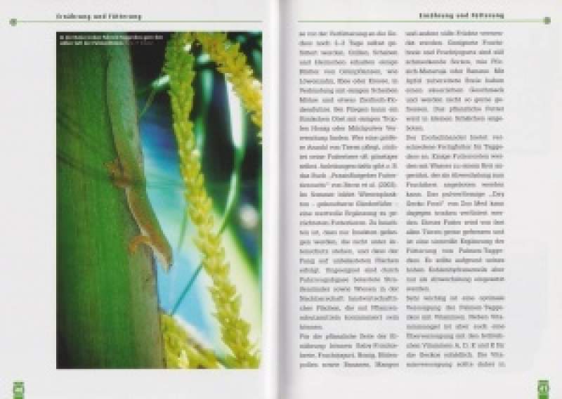 Preview: Der Palmen-Taggecko